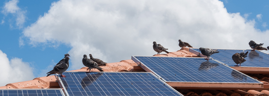 Tauben unter der Photovoltaikanlage - Macht eine Vogelabwehr Sinn?